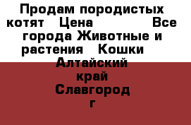 Продам породистых котят › Цена ­ 15 000 - Все города Животные и растения » Кошки   . Алтайский край,Славгород г.